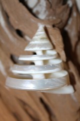 TECTUS PYRAMIS, Spiral Cut Seashells, White Wedding Seashells, Keepsakes CS-84