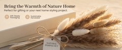 450PCS Natural Dried Ppas Decor – Dried Flower Filler for