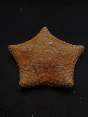 Culcita novaeguineae pillow star fish. 73mm starfish sea shell #17240