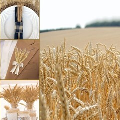 17.7 Inches Dried Wheat Stalks, 100 Stems Dried Flowers Natural