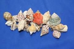 Seashell Wedding Tabletop Centerpiece Cluster of Natural Whole Seashells, G-04