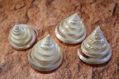 TECTUS PYRAMIS, Spiral Cut Seashells, White Wedding Seashells, Keepsakes CS-84