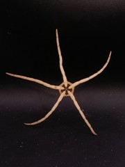 Ophiolepis superba starfish 160mm oddity sea shells decor. #17048