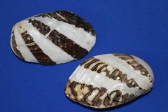 FROG CLAM, Large,semi, Pearl White Clamshell Pairs,beach decor,gifts SS-57