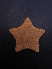Culcita novaeguineae pillow star fish. 56mm starfish sea shell #17243