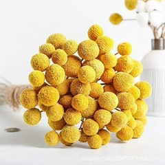 Toot 30Pcs Natural Craspedia Dried Flowers Yellow Billy Buttons Balls