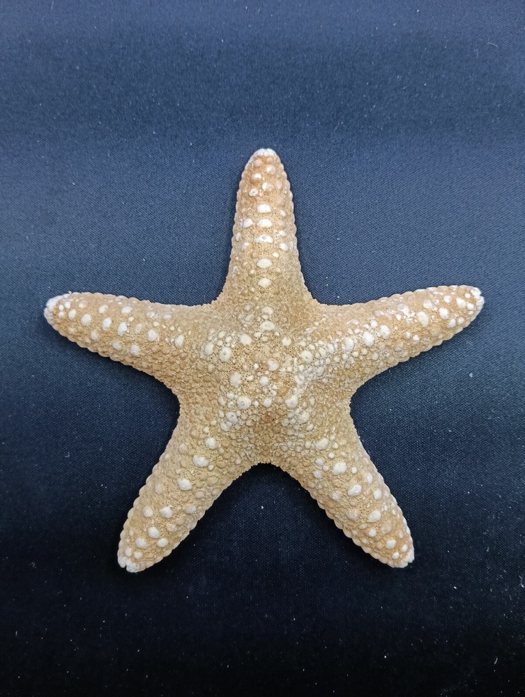 Preserved jungle starfish. 4.1″ Sea shells Beach home decor. #12623