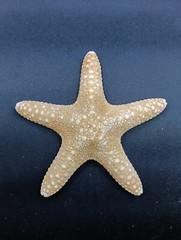 Preserved jungle starfish. 4.1″ Sea shells Beach home decor. #12623