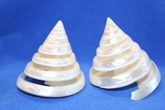 TECTUS PYRAMIS, Spiral Cut Seashells, White Wedding Seashells, Keepsakes CS-84