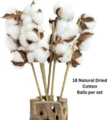 Cotton Stems Proflora All Natural Dried 3 Ball – 18pcs, 14.5”