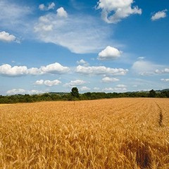 200 Stems Dried Wheat Stalks Natural Wheat Bundle for Home Decor, Crafts