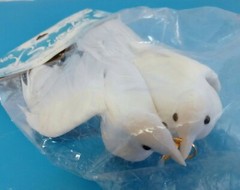White Flocked Love Birds*Wedding Rings*Cake Topper*Real Feathers*8″ long