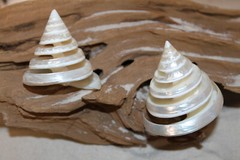 TECTUS PYRAMIS, Spiral Cut Seashells, White Wedding Seashells, Keepsakes CS-84