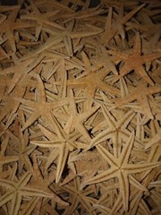 10 x 6-8cm REAL STARFISH. Beach home wedding decor. Event Gift. Christmas