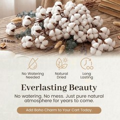 Cotton Stems 8 Pas with 15 Bolls, Natural Dried Flowers Cotton
