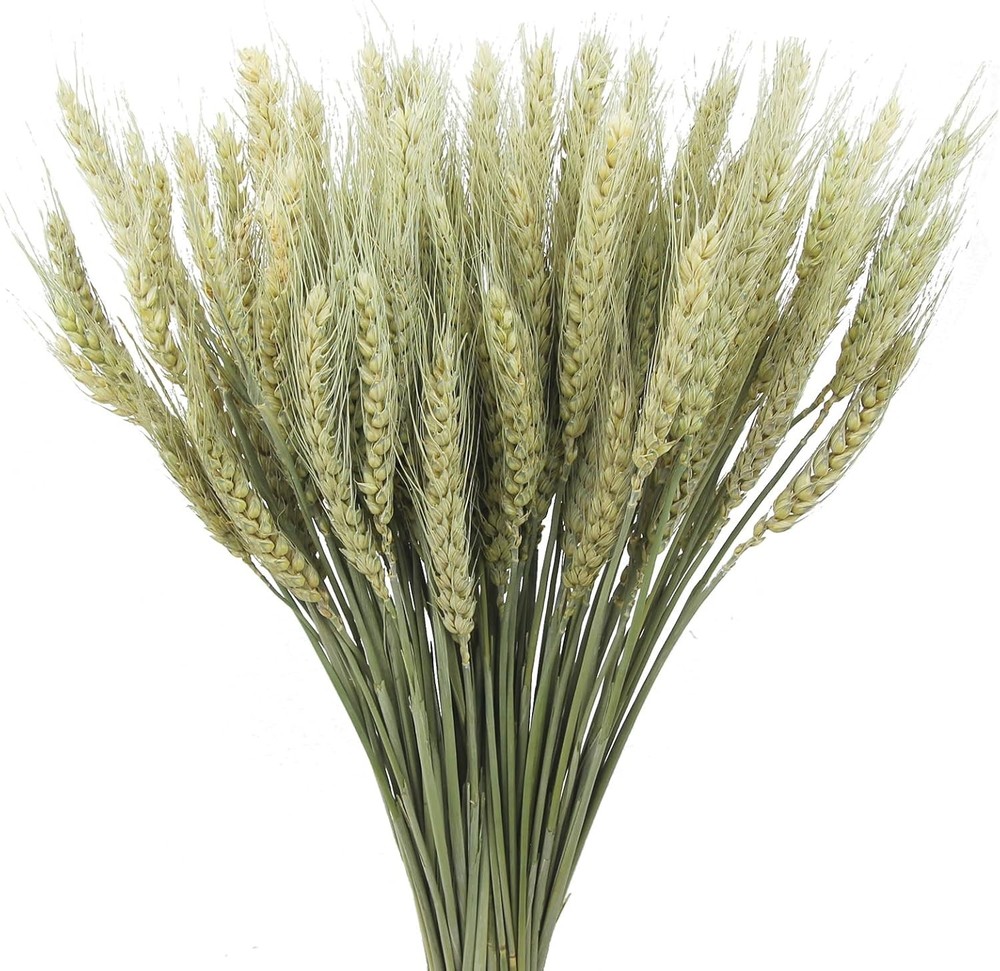 100 Pcs Dried Wheat Stalks Bundle Natural Dried Wheat Sheaves Stems Wheat