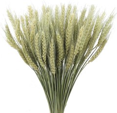 100 Pcs Dried Wheat Stalks Bundle Natural Dried Wheat Sheaves Stems Wheat