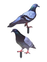 Note Outdoor Space Package Content Outdoor Package Content Garden Pigeon