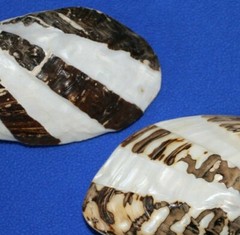FROG CLAM PAIRS,seashells,beach decor,collectibles, display,all occasion SS-57