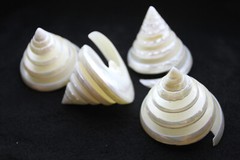 TECTUS PYRAMIS, Spiral Cut Seashells, White Wedding Seashells, Keepsakes CS-84