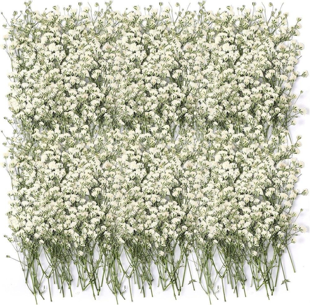 100 Pcs Dried Babys Breath Flowers Bulk Babys Breath Real Pred