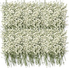 100 Pcs Dried Babys Breath Flowers Bulk Babys Breath Real Pred