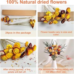 24 Pcs Natural Dried St Flowers Daisy, Oran Dried Flowers