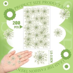 200 Pcs Pred Dried Flowers for Resin Art mi Majus Natural Pred