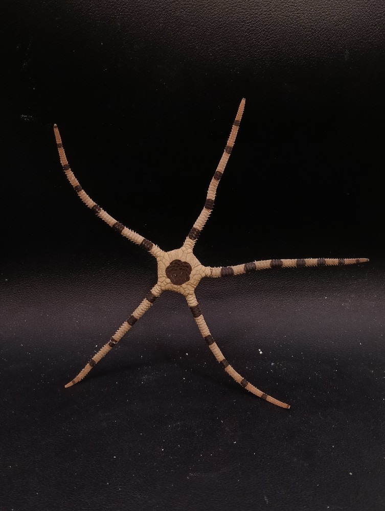Ophiolepis superba starfish 160mm oddity sea shells decor. #17048