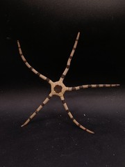 Ophiolepis superba starfish 160mm oddity sea shells decor. #17048