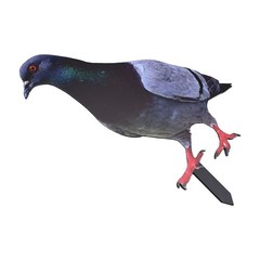 Note Outdoor Space Package Content Outdoor Package Content Garden Pigeon