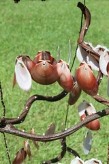 Beach Wedding Seashell Archway Mobiles 38″ ea. Sun And Moon – 2 of G-39