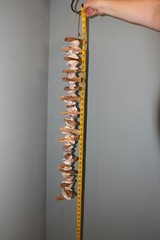 Seafood Wedding Dinner Oyster Bar Decor, Oyster Shell Garland, 33″+ G-83