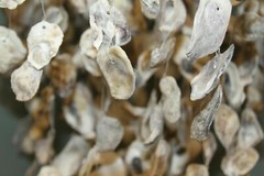 Beach Wedding Archway Hanging Seashell Decor Large Oyster Mobile, Oyster Expo