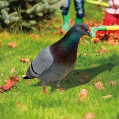 Note Outdoor Space Package Content Outdoor Package Content Garden Pigeon