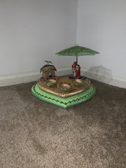 Desi Wedding/Shagun Mehendi Thaal Display, Indian, Pakistani, Bengali,Shaadi