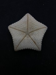Culcita novaeguineae pillow star fish. 69mm starfish sea shell #15153