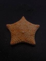 Culcita novaeguineae pillow star fish. 59mm starfish sea shell #17242