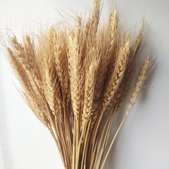 200 Stems Dried Wheat Stalks Natural Wheat Bundle for Home Decor, Crafts