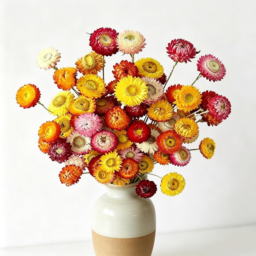 30Pcs Natural Dried Daisy Flowers Stems – Real Natural Dried Flowers