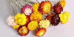 Dried Flowers Bouquet Natural Daisy – 40 PCS Multicolor Daisies Dried