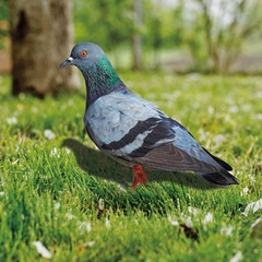 Note Outdoor Space Package Content Outdoor Package Content Garden Pigeon