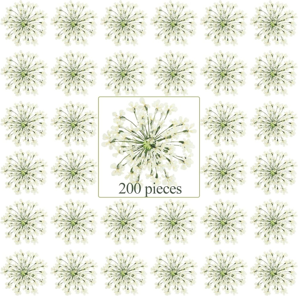 200 Pcs Pred Dried Flowers for Resin Art mi Majus Natural Pred
