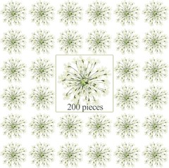 200 Pcs Pred Dried Flowers for Resin Art mi Majus Natural Pred