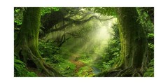 Yeele 20x10ft Enchanted Jungle Forest Backdrop Mossy Trees Sun Rays Pathway F…