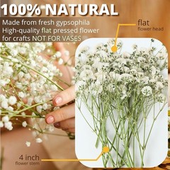 90Pcs Mini Dried Pred Baby’s Breath Flowers Bulk – Natural Flat Real