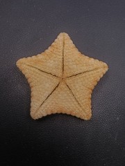 Culcita novaeguineae pillow star fish. 62mm starfish sea shell #17239