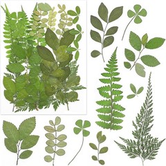 170Pcs+ Real Dried Pred Flowers Leaves Petals for Crafts-Beautiful