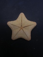 Culcita novaeguineae pillow star fish. 56mm starfish sea shell #17243