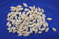 NASSARIUS RECTICULATA, White Wedding Supply, Coastal Wedding, Seashells, SS-500